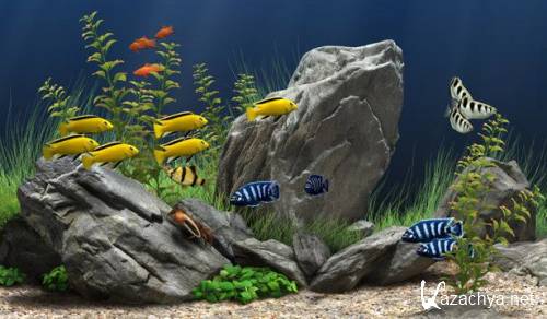 Dream Aquarium Screensaver