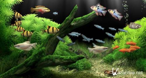 Dream Aquarium Screensaver