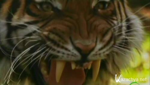  .  / Extinctions. Tigers (2010) SATRip
