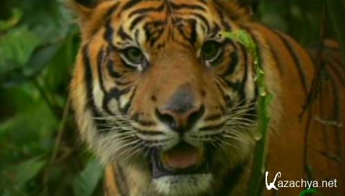  .  / Extinctions. Tigers (2010) SATRip