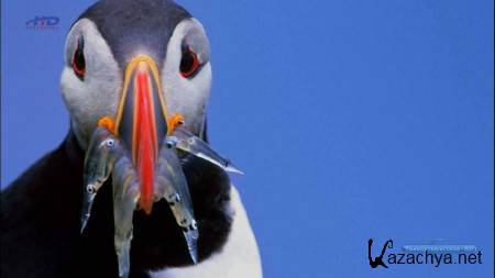 ����������� �� ���� ����� � ����� �������. �������� / Iceland (2009) HDTV