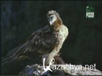 ����� ����� / Wild India (1997) SATRip