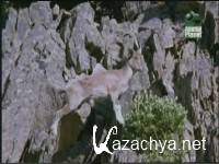 ����� ����� / Wild India (1997) SATRip