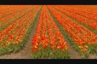   / Flowers of Holland (2008) DVDRip