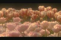   / Flowers of Holland (2008) DVDRip
