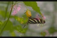    / Butterflies and Flowers (2008) DVDRip