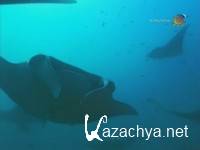 ������������ / Shark Therapy (2006) SATRip