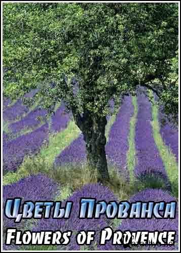   / Flowers of Provence (2008) DVDRip