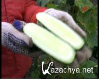  ��������� �������: ������ ������ (2011)  SATRip