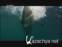 :   / Sharks: An anatomy of an attack (2011) IPTVRip