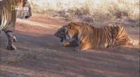    / Tiger Man of Africa (2011) HDTVRip