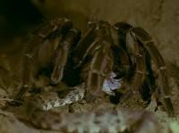 Джунгли. Дождевой лес / Jungle. Rain forest (2001) DVDRip Джунгли. Дождевой лес / Jungle. Rain forest (2001) DVDRip