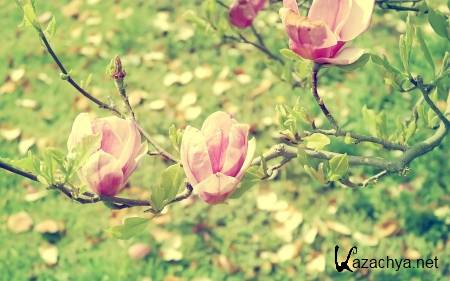 Wallpapers ������ ���� ��� �������� ����� (2011) � 235