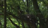    / Im Wald der schwarzen Storche (2010) SATRip