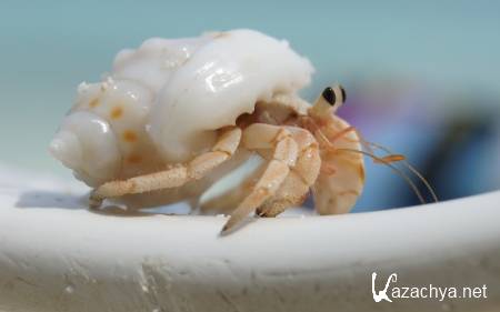 Wallpapers ������ ���� ��� �������� ����� (2011) � 236