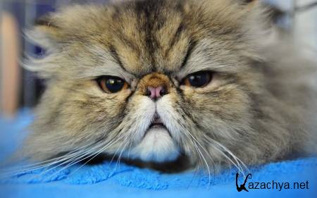 Wallpapers ������ ���� ��� �������� ����� (2011) � 236