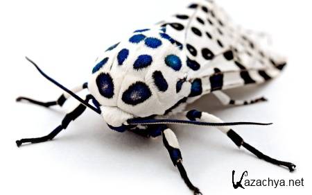 Wallpapers ������ ���� ��� �������� ����� (2011) � 236