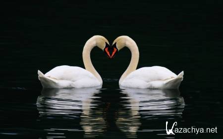 Wallpapers ������ ���� ��� �������� ����� (2011) � 237