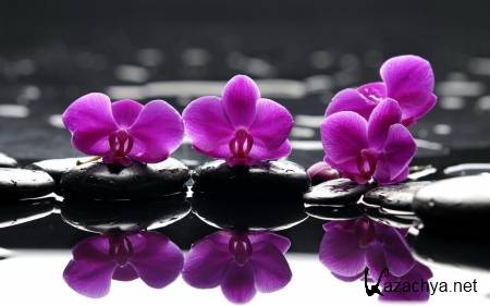 Wallpapers ������ ���� ��� �������� ����� (2011) � 237