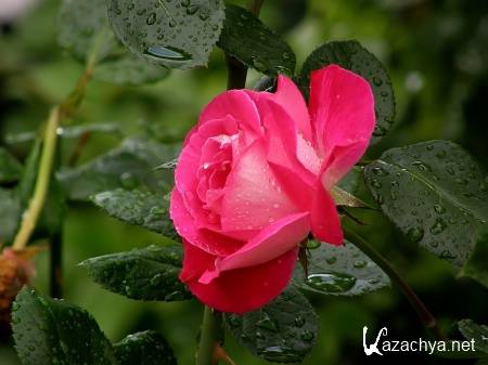 Wallpapers ������ ���� ��� �������� ����� (2011) � 237