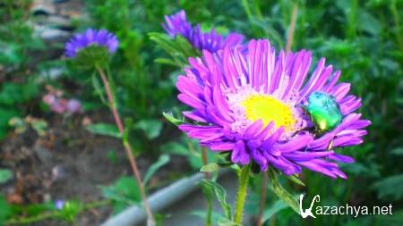 Wallpapers ������ ���� ��� �������� ����� (2011) � 242