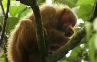  -    / Uakari - secrets of the english monkey (2011) IPTVRip