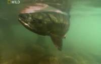   .   / Monster Fish. Kamchatka catch (2010) SATRip