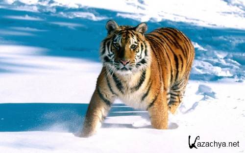 53 Beautiful Big Cats Wallpapers