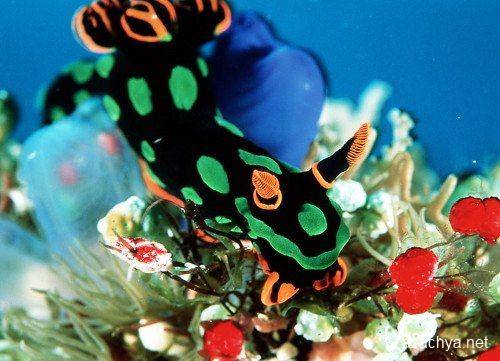 Набор скринсейверов для компьютера! Набор скринсейверов для компьютера!