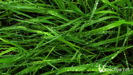 Beautiful Nature ����