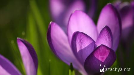 Beautiful Nature ����