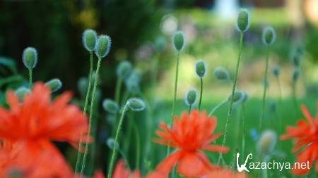 Beautiful Nature ����