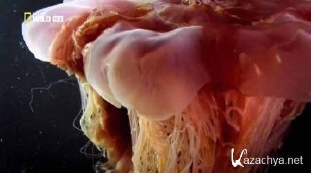 �� ������ ���������� �������. ������� ������ / Beast man. Sea Monster (2010) HDTVRip