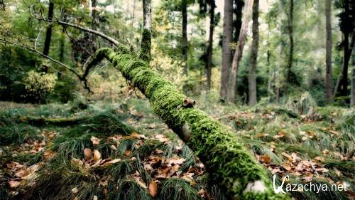 20 Incredible Nature Amazing HD Wallpapers