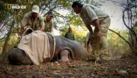  .   / Dangerous Encounters. To Catch a Hippo (2011) HDTVRip