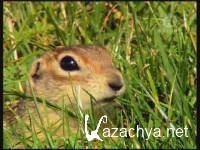    / The Airfield Of The Speckled Ground Squirrel (2004) DVB