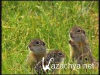    / The Airfield Of The Speckled Ground Squirrel (2004) DVB