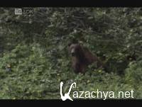    / The Bear Man of Kamchatka (2008) SATRip