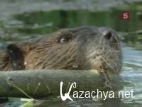�����: ������� ���������? / Beavers: The Master Builders? (2003) SATRip