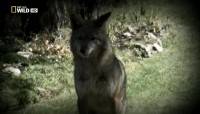 .   / The Invaders. Coyote Army (2011) SATRip