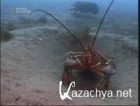 - / Monster lobster (2000) SATRip