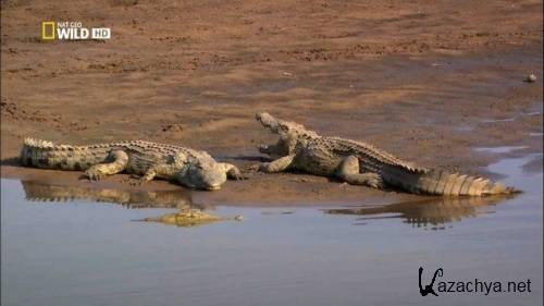 :   / Zambezi: A River Untamed (2010) HDTVRip 720p