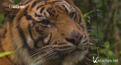    / Sumatra's Last Tigers (2010) HDTVRip