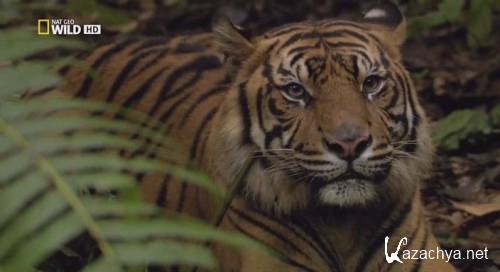    / Sumatra's Last Tigers (2010) HDTVRip