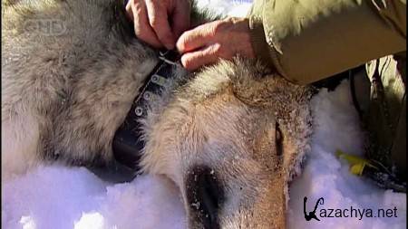 � ���� ����� �������. ����� ������������ / Into the Wilderness. Secret Yellowstone (2009) HDTVRip