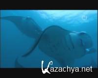  .    / The Natural World. Queen of the Manta Rays (2009) IPTVRip