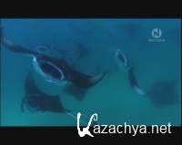  .    / The Natural World. Queen of the Manta Rays (2009) IPTVRip