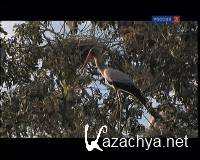   / The Storks of the Luangwa (2008) DVB