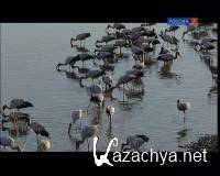   / The Storks of the Luangwa (2008) DVB