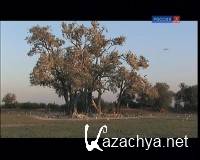   / The Storks of the Luangwa (2008) DVB